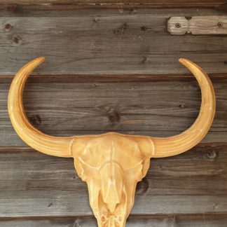 schedel, koe, lokaal, zeeland